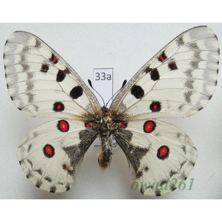 Parnassius nomion Fischer de Waldheim, 1823 male China33a